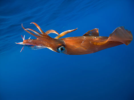 Giant squid with long tentacles in deep ocean