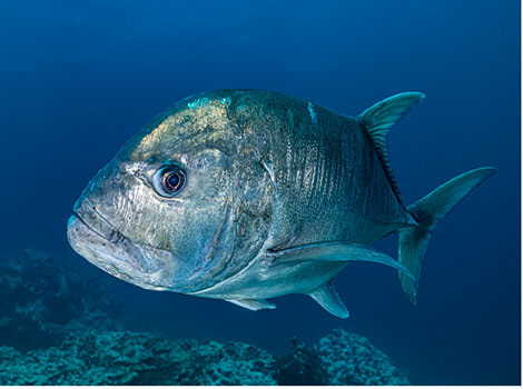 Giant trevally hunting and predatory behavior in tropical waters