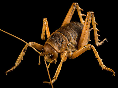Giant weta large body and nocturnal behavior