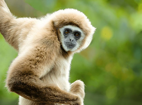 Gibbon brachiation and rainforest habitat