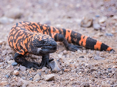 Gila monster venomous lizard and desert adaptation