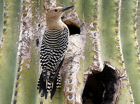 Gila woodpecker perched and drilling cactus for food