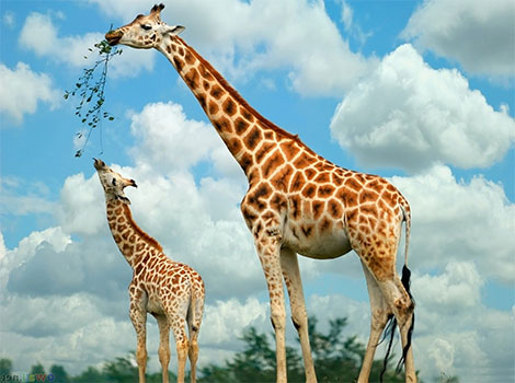 Giraffe long neck and savanna habitat