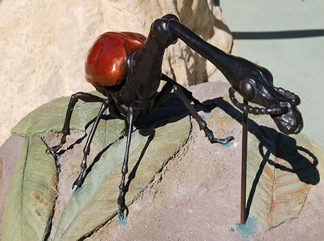 Giraffe weevil elongated neck and habitat