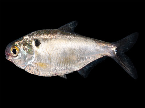 Gizzard shad schooling behavior and freshwater habitat