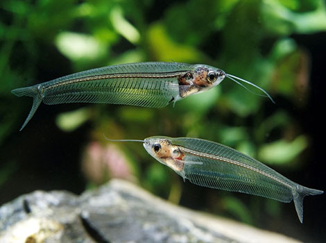 Glass catfish transparency and school behavior