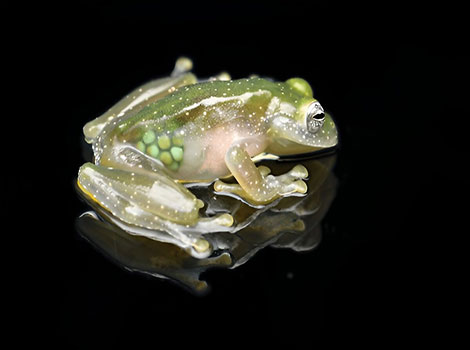 Glass frog and translucent skin anatomy