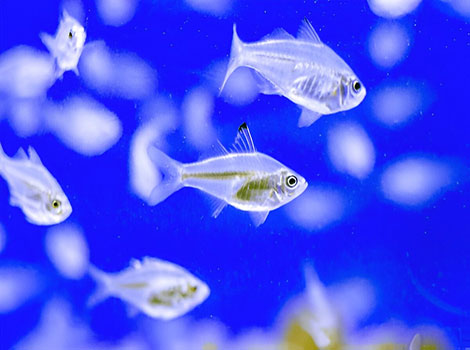 The Glassfish (Chanda ranga) is a translucent freshwater fish found in Southeast Asia.