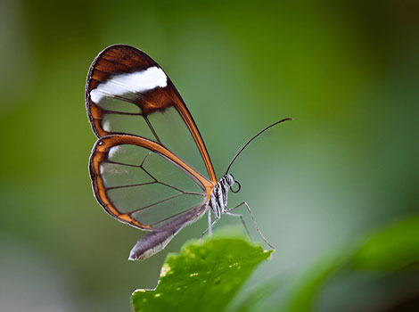 Glasswing butterfly translucent wings and black-orange border