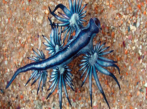 Glaucus atlanticus blue dragon sea slug
