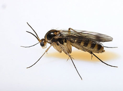 Gnat closeup and insect anatomy