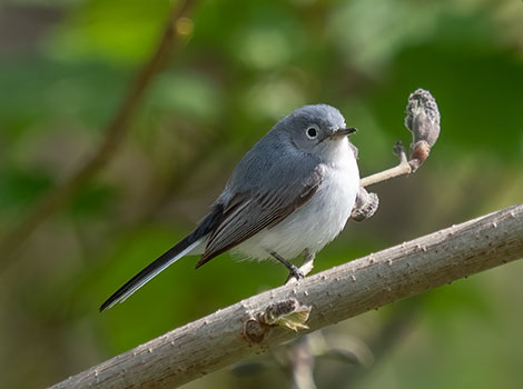 Gnatcatcher bird and insectivorous foraging