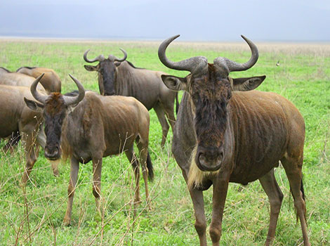 A herd of gnus (Connochaetes) traversing the African savanna as part of their annual migration.