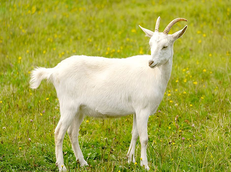 Goat grazing and farmland habitat