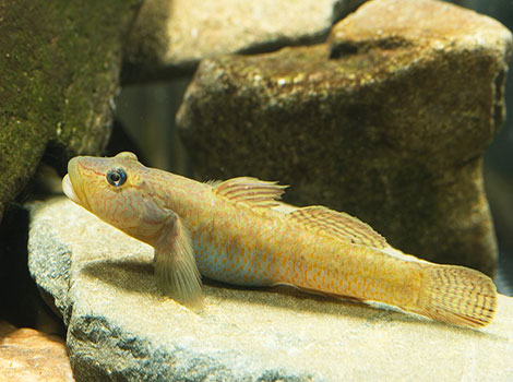 Goby fish coral reef and bottom-dweller