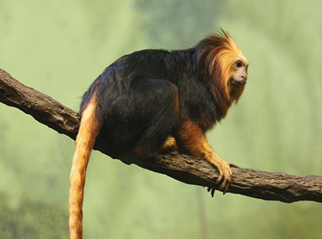 Golden-headed lion tamarin and tree branch in Brazil