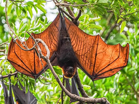 Golden-crowned flying fox wingspan and roosting behavior