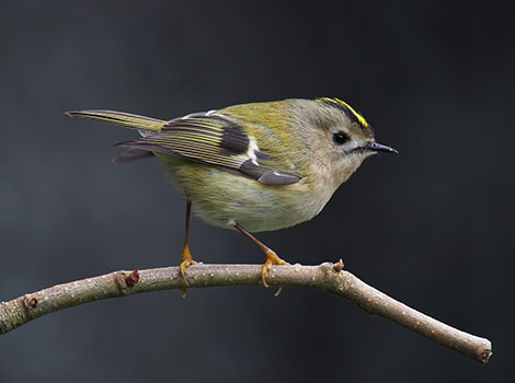 Goldcrest perched and showing yellow crest in woodland habitat