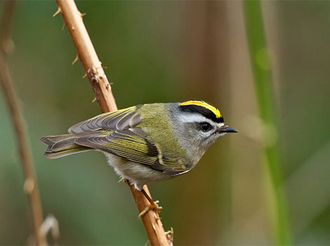 Golden crowned kinglet displaying bright yellow crown