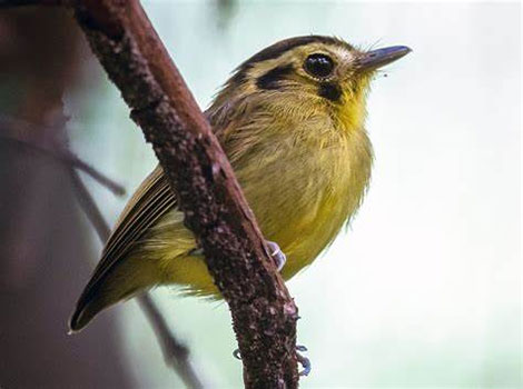 Golden crowned spadebill and tropical habitat