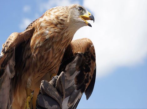 Golden eagle soaring and scanning landscape for food