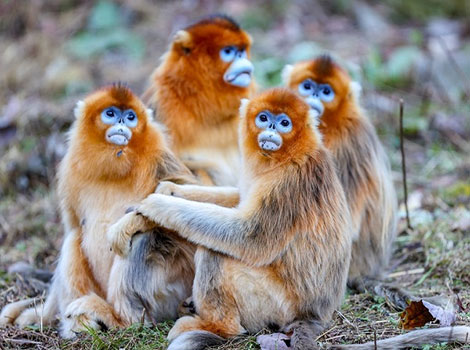 Golden Snub-Nosed Monkey and habitat in China