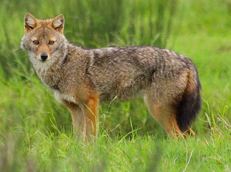 Golden jackal and grassland habitat