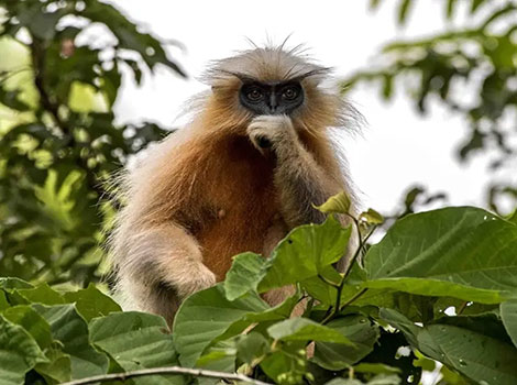 Golden langur tree canopy and social behavior