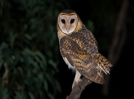 Golden masked owl perched and showing heart-shaped face