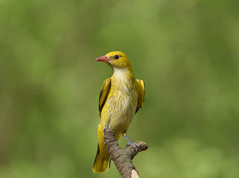 Golden oriole bird and bright yellow plumage