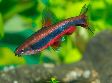 Golden pencilfish school and natural habitat
