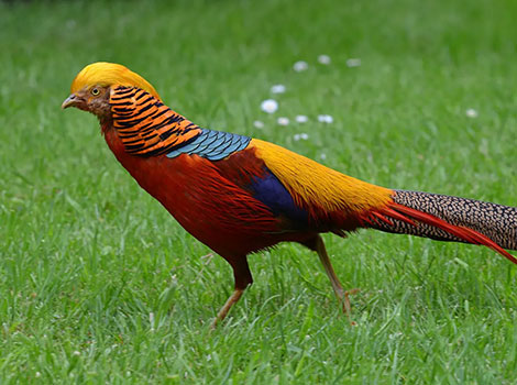 Golden pheasant and woodland habitat