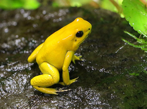 Golden poison frog and bright coloration warning signal
