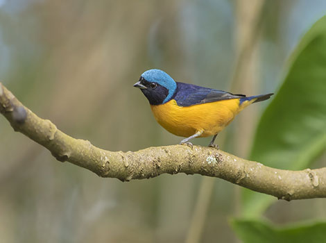 Golden rumped chat and grassland habitat