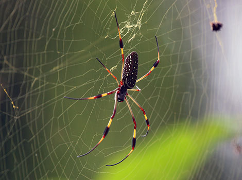 Golden silk orb-weaver spider with large web
