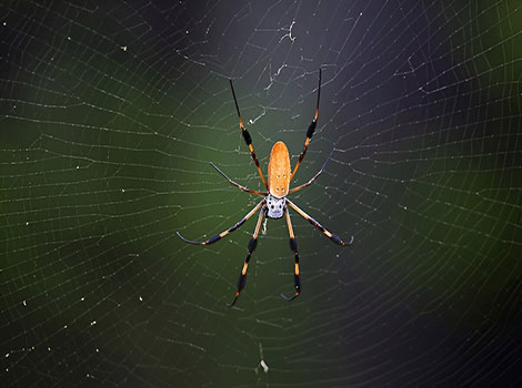 Golden silk spider and its distinctive yellow web