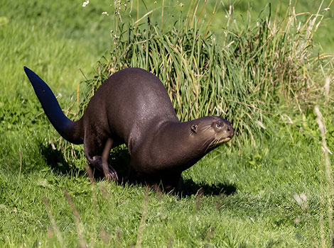 Giant otter hunting and Amazon habitat