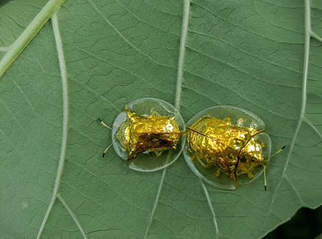 Golden tortoise beetle color change and defense mechanism