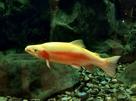Golden trout mountain stream and clear water habitat