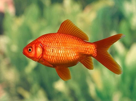 A vibrant goldfish (Carassius auratus) swimming in a freshwater aquarium.