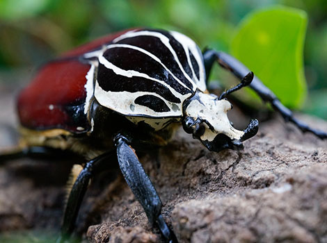 Goliath beetle size and African habitat