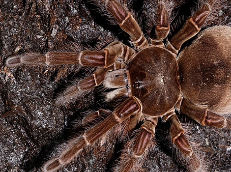 Goliath birdeater spider with hairy brown body