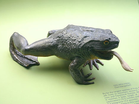 Goliath frog and giant amphibian in tropical rainforest