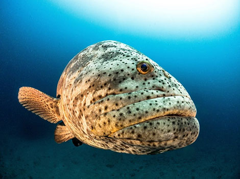 Goliath grouper reef habitat and large size in tropical waters