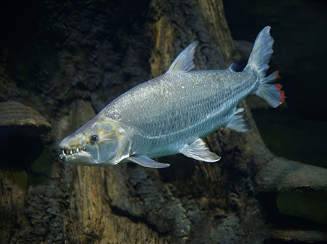 Goliath tigerfish african river and aggressive predator