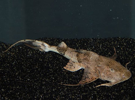 Goonch catfish river giant and freshwater predator