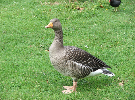Goose large waterfowl and freshwater habitat