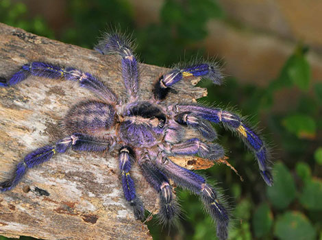 Gooty sapphire tarantula with striking blue body