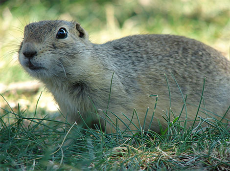 Gopher burrow and digging behavior