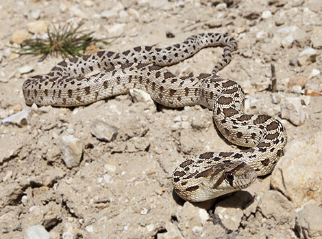 Gopher snake patterned scales and grassland habitat